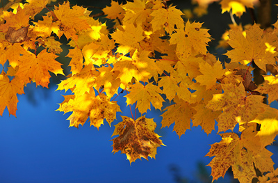Verfärbte Ahornblätter künden den Herbst an       