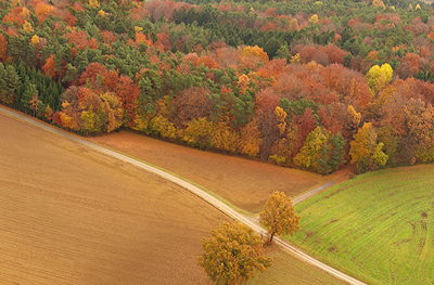 Herbstfärbung unserer Mischwälder                 